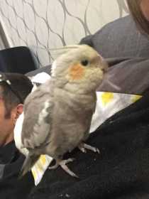 Lost Cockatiel