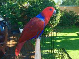 Lost Eclectus