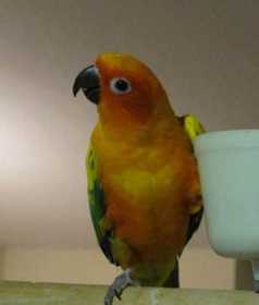 Lost Conure