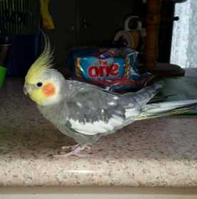 Lost Cockatiel