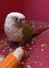 Lost Conure