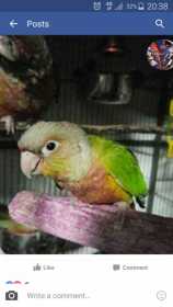 Lost Conure