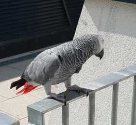 Lost African Grey