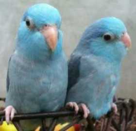 Lost Parrotlet