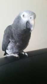 Lost African Grey