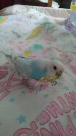 Lost Budgerigar