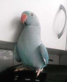 Lost Indian Ringneck Parakeet