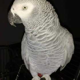 Lost African Grey