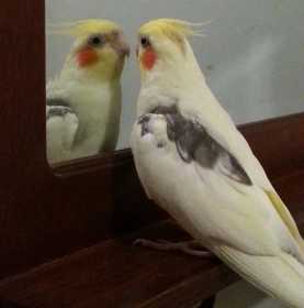 Lost Cockatiel