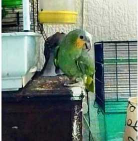 Lost Amazon