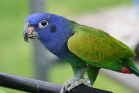 Lost Pionus