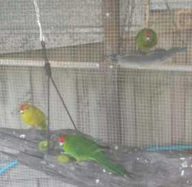Lost Kakariki