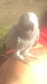 Lost African Grey