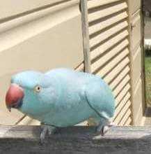 Lost Indian Ringneck Parakeet