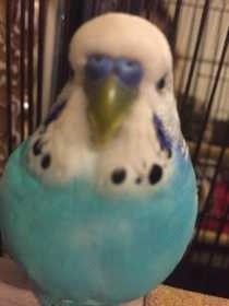 Lost Parakeet