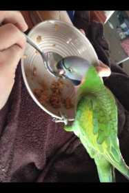 Lost Mustached / Moustached Parakeet