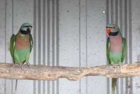 Lost Mustached / Moustached Parakeet