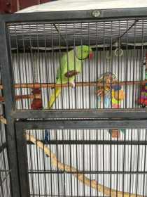 Lost Indian Ringneck Parakeet