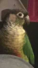 Lost Conure