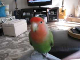 Lost Lovebird