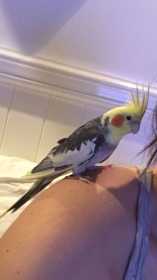 Lost Cockatiel