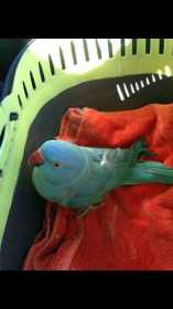 Lost Indian Ringneck Parakeet