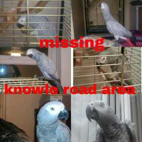 Lost African Grey