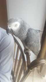 Lost African Grey