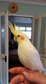 Lost Cockatiel