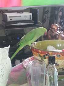 Lost Indian Ringneck Parakeet