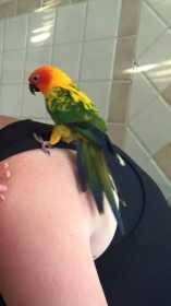 Lost Conure