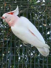 Lost Major Mitchell Cockatoo