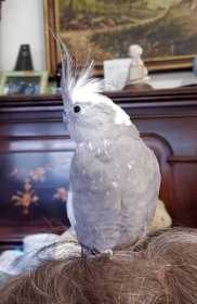 Lost Cockatiel