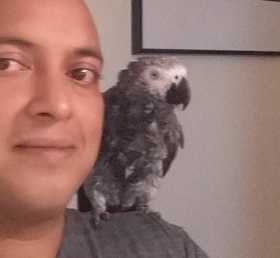 Lost African Grey