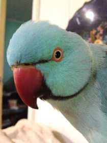 Lost Indian Ringneck Parakeet