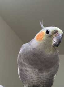 Lost Cockatiel