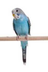 Lost Budgerigar