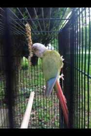 Lost Conure