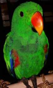 Lost Eclectus