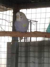 Lost Budgerigar