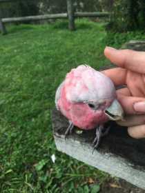 Lost Galah Cockatoo