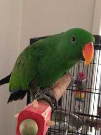 Lost Eclectus