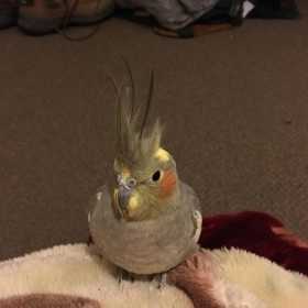 Lost Cockatiel