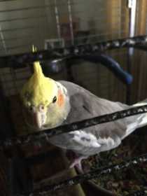 Lost Cockatiel