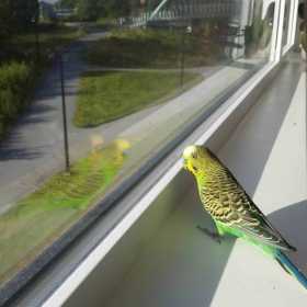 Lost Budgerigar