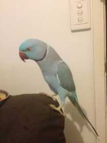 Lost Indian Ringneck Parakeet