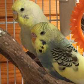 Lost Budgerigar