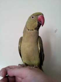 Lost Indian Ringneck Parakeet