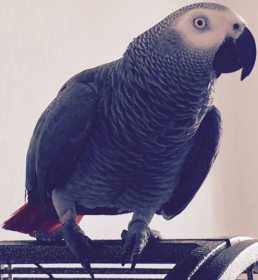 Lost African Grey