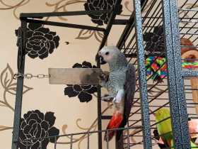 Lost African Grey